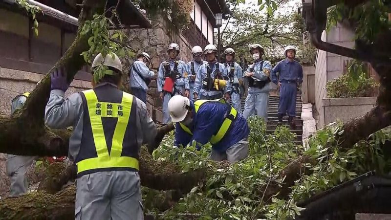 京都 産寧坂で桜の木倒れる 62歳男性が下敷きで重傷